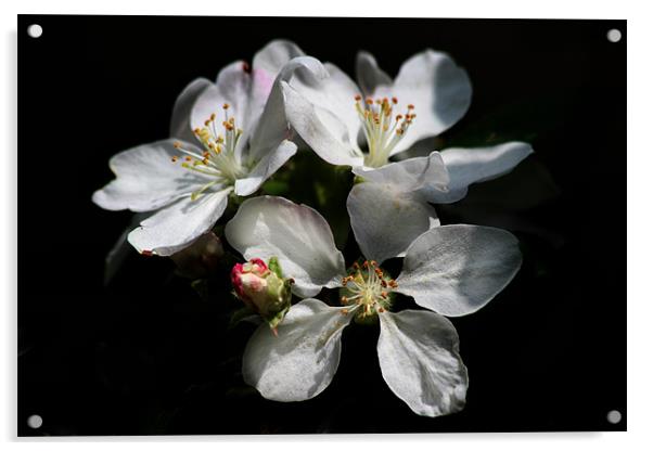 Blossom Acrylic by Samantha Higgs