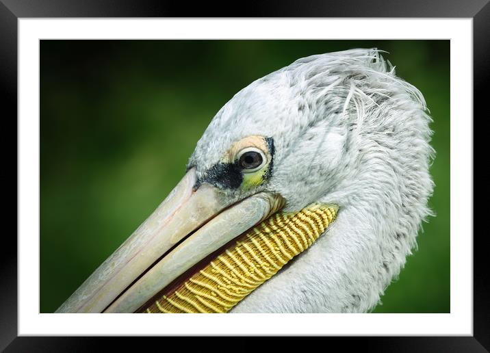 Majestic PinkBacked Pelican Framed Mounted Print by Simon Marlow