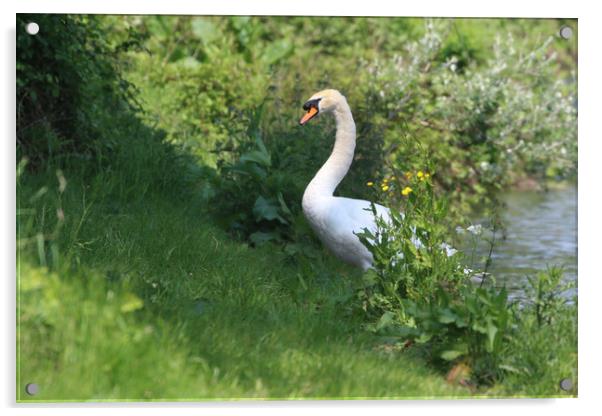 Majestic Swan Emerges Acrylic by Simon Marlow
