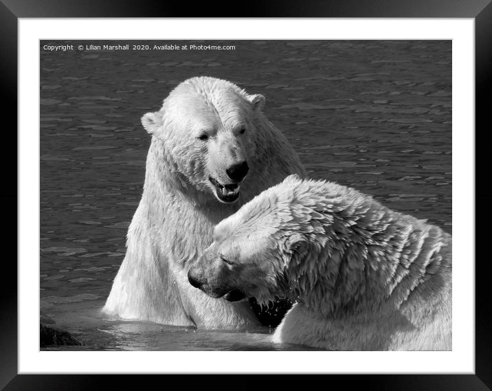 Polar bears playing.  Framed Mounted Print by Lilian Marshall