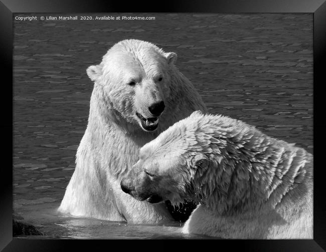 Polar bears playing.  Framed Print by Lilian Marshall