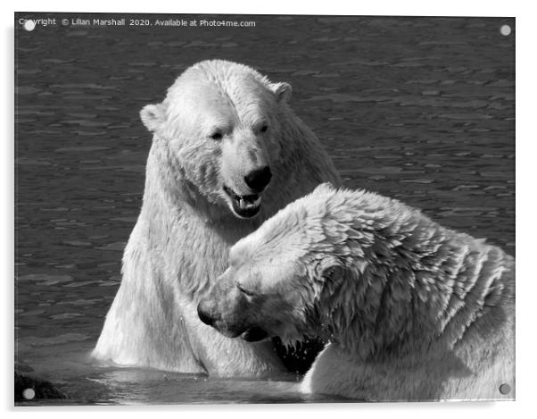 Polar bears playing.  Acrylic by Lilian Marshall