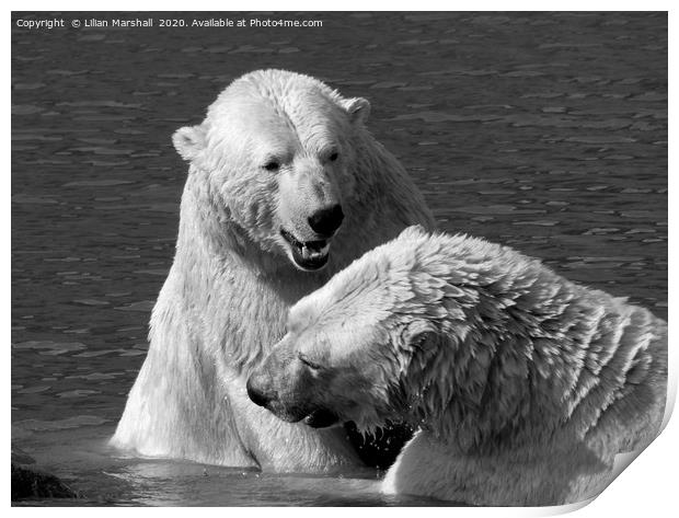 Polar bears playing.  Print by Lilian Marshall