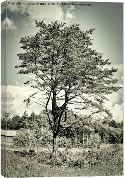 Old Times Pine Tree Canvas Print by Taina Sohlman