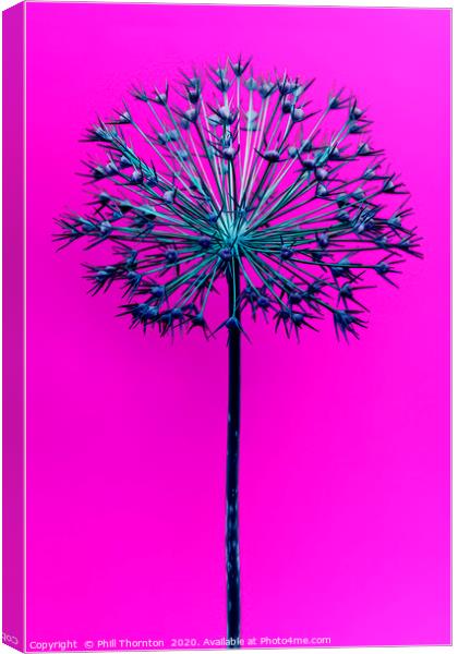 Abstract Allium No.1 Canvas Print by Phill Thornton