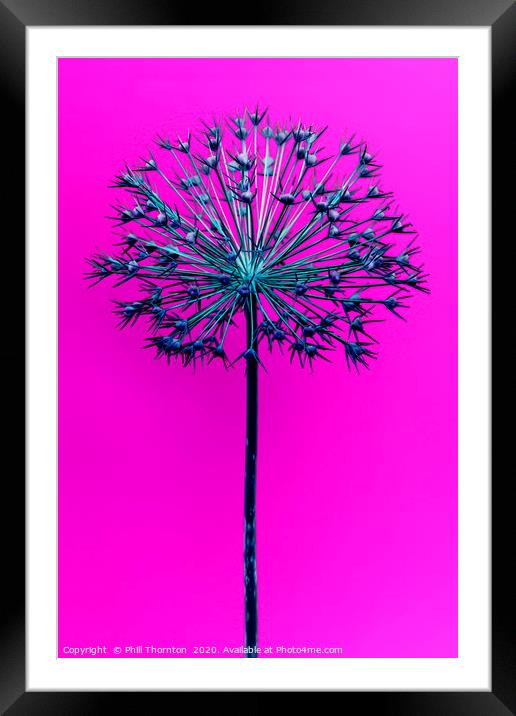Abstract Allium No.1 Framed Mounted Print by Phill Thornton