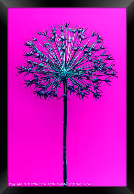 Abstract Allium No.1 Framed Print by Phill Thornton