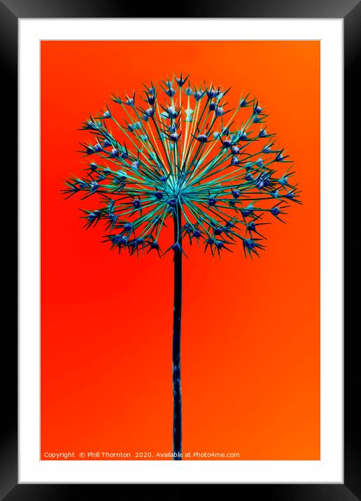 Abstract Allium No.5 Framed Mounted Print by Phill Thornton