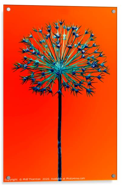 Abstract Allium No.5 Acrylic by Phill Thornton