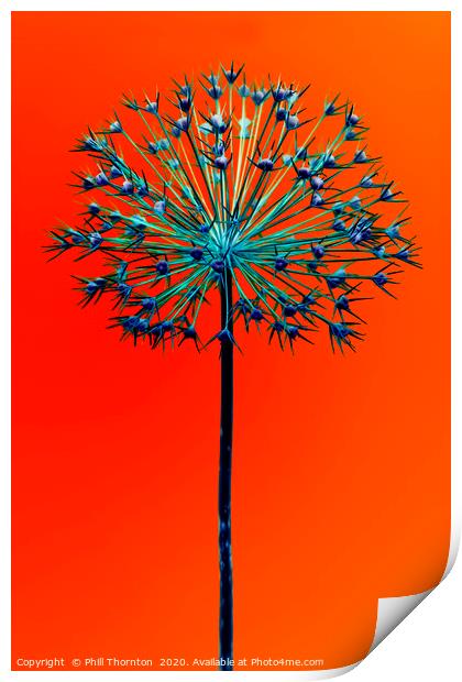 Abstract Allium No.5 Print by Phill Thornton
