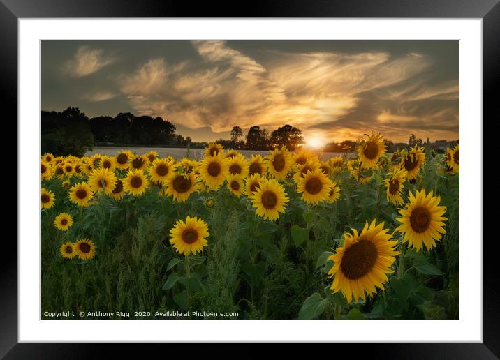 Sunflower Sunset. Framed Mounted Print by Anthony Rigg