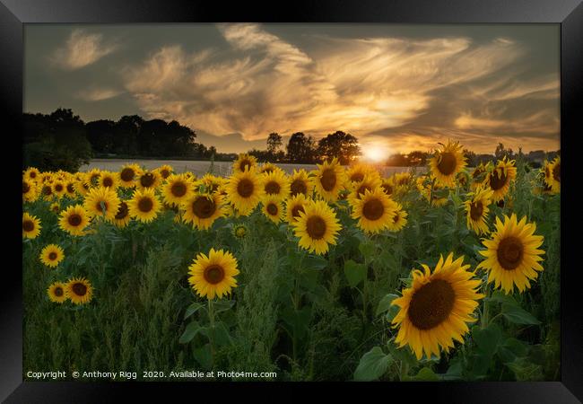 Sunflower Sunset. Framed Print by Anthony Rigg