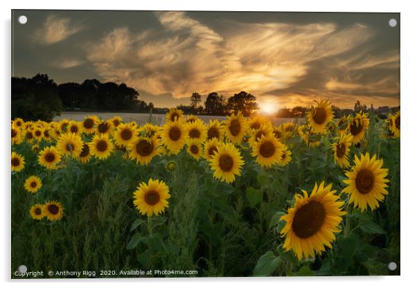 Sunflower Sunset. Acrylic by Anthony Rigg