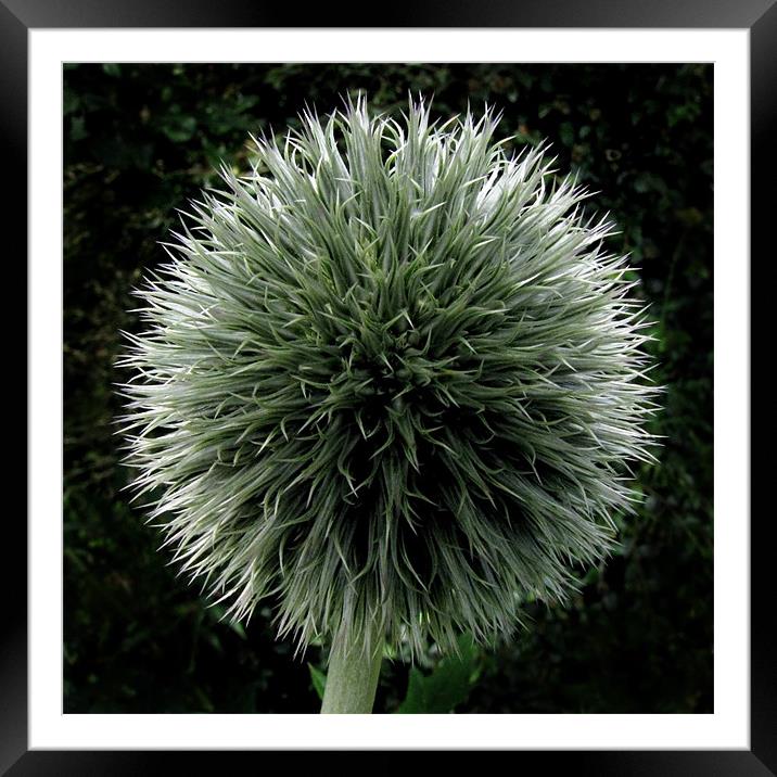 Globe Thistle Framed Mounted Print by Jacqi Elmslie