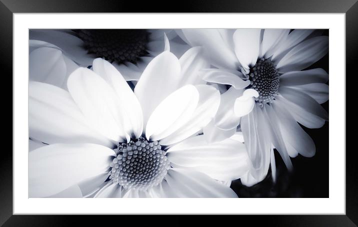 Pure White Perfection Framed Mounted Print by Beryl Curran