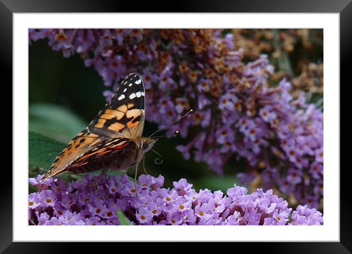 Painted Lady Framed Mounted Print by susan potter