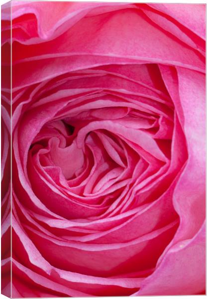 Velvet Rose Canvas Print by Peter West