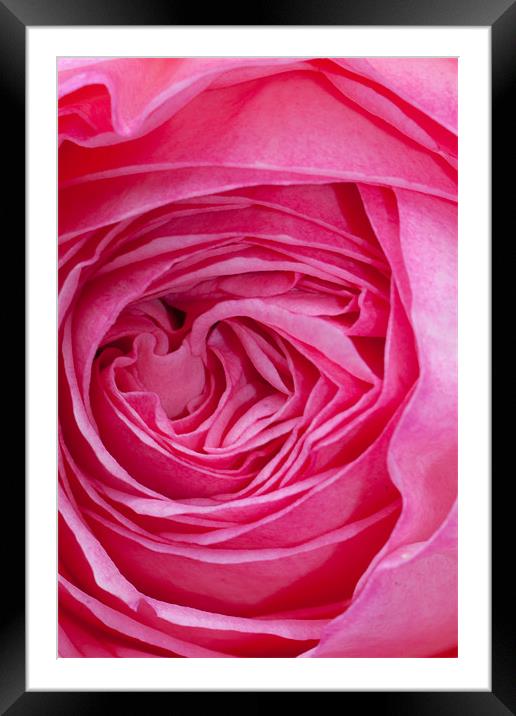 Velvet Rose Framed Mounted Print by Peter West