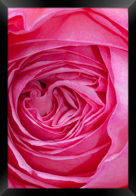 Velvet Rose Framed Print by Peter West