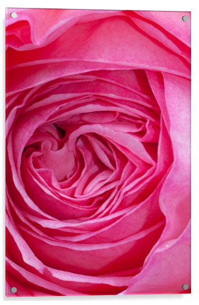 Velvet Rose Acrylic by Peter West