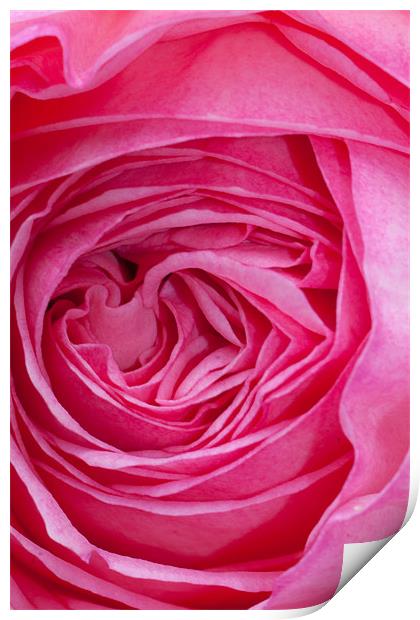 Velvet Rose Print by Peter West