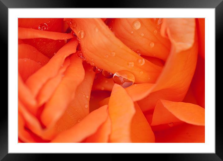 Raindrops on Roses Framed Mounted Print by Peter West