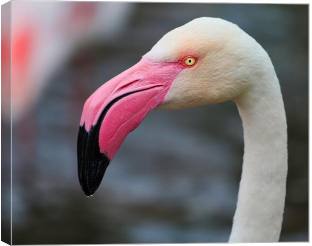 Majestic Greater Flamingo Canvas Print by Simon Marlow