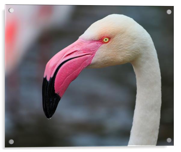 Majestic Greater Flamingo Acrylic by Simon Marlow