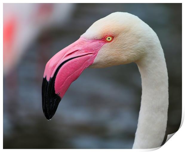 Majestic Greater Flamingo Print by Simon Marlow