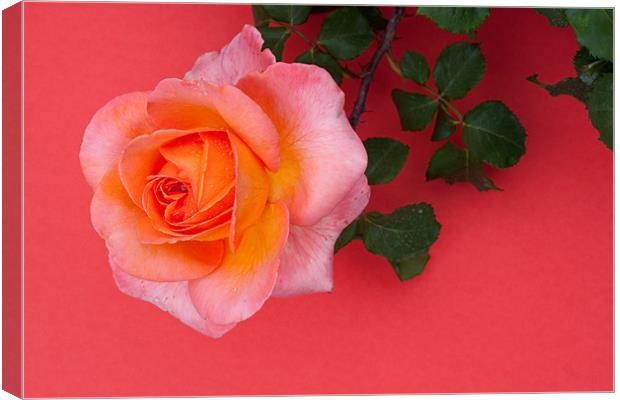 Rose Wall Canvas Print by Peter West