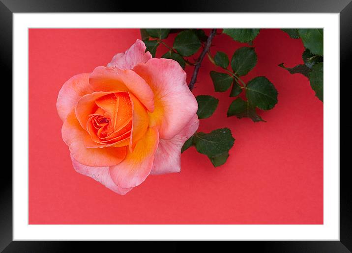 Rose Wall Framed Mounted Print by Peter West