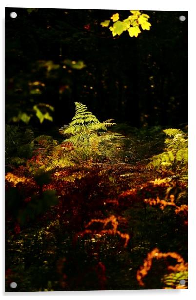 sunlit fern Acrylic by Simon Johnson