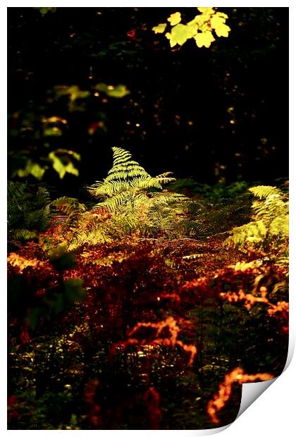 sunlit fern  Print by Simon Johnson