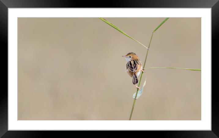 Golden Headed Cisticola Framed Mounted Print by Pete Evans
