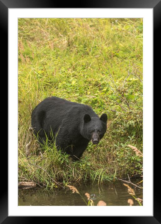 Wild Black Bear Framed Mounted Print by Pete Evans