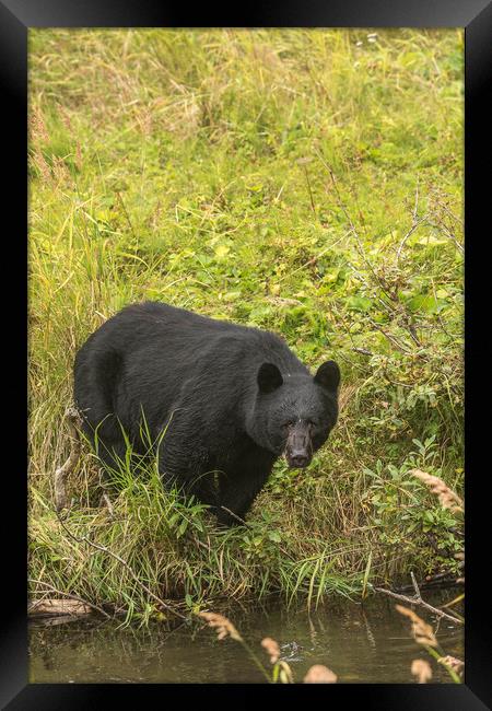 Wild Black Bear Framed Print by Pete Evans