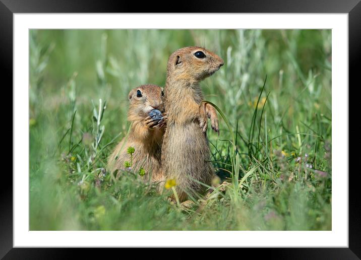 Two cute European ground squirrels Framed Mounted Print by Anahita Daklani-Zhelev