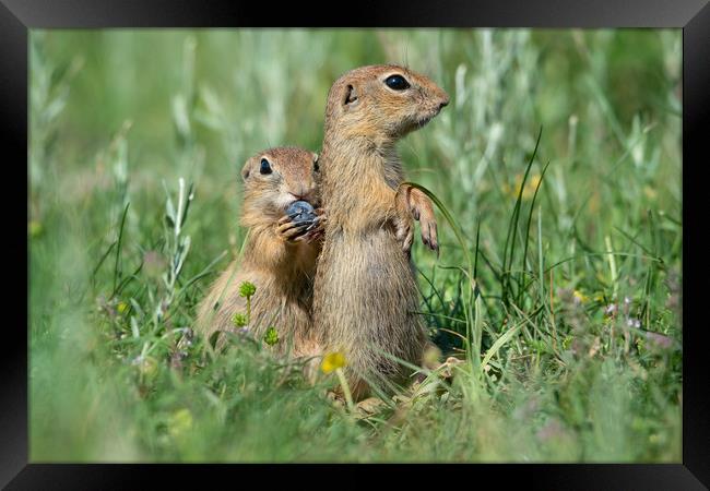 Two cute European ground squirrels Framed Print by Anahita Daklani-Zhelev