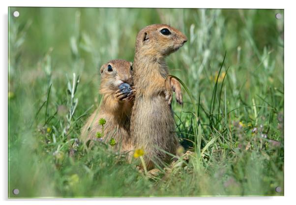 Two cute European ground squirrels Acrylic by Anahita Daklani-Zhelev