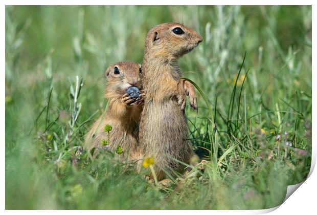 Two cute European ground squirrels Print by Anahita Daklani-Zhelev