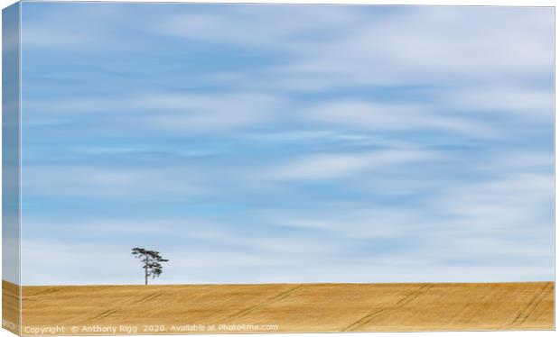 Lonely Tree  Canvas Print by Anthony Rigg