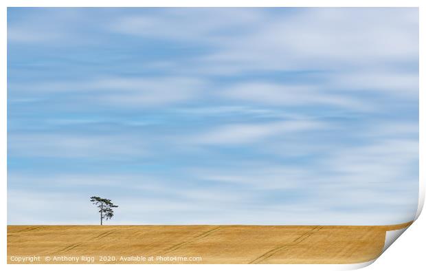 Lonely Tree  Print by Anthony Rigg