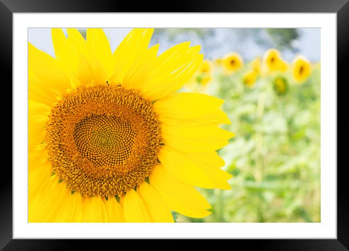 Happy Sunflower Framed Mounted Print by Paula Tracy