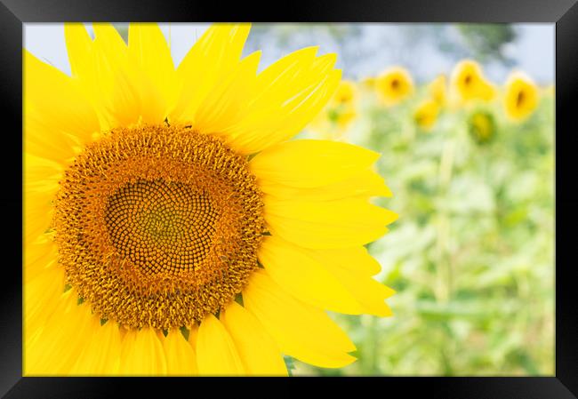 Happy Sunflower Framed Print by Paula Tracy