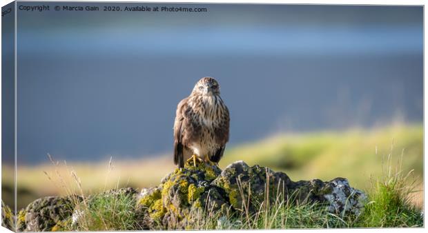 Buzzard in the Scottish Isle of Mull Canvas Print by Marcia Reay