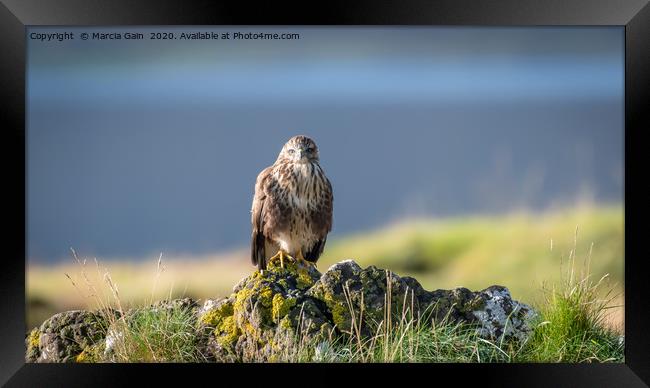 Buzzard in the Scottish Isle of Mull Framed Print by Marcia Reay