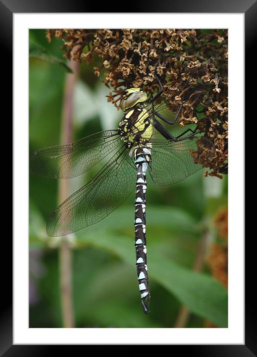 Just Hanging.... Framed Mounted Print by susan potter