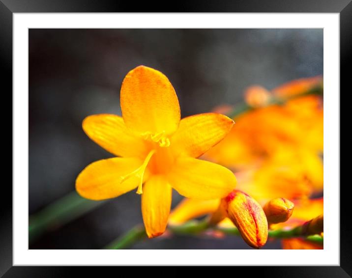 Yellow Iris Montbretia Flower Framed Mounted Print by Rob Cole