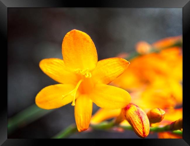 Yellow Iris Montbretia Flower Framed Print by Rob Cole