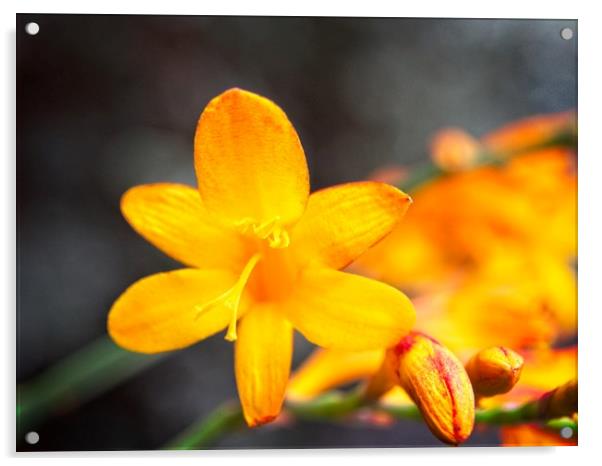 Yellow Iris Montbretia Flower Acrylic by Rob Cole